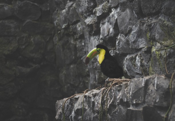 Toucan on Rocks